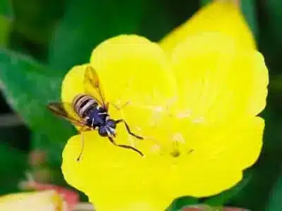 10 Plants That Repel Bees, Flies, and Wasps Naturally