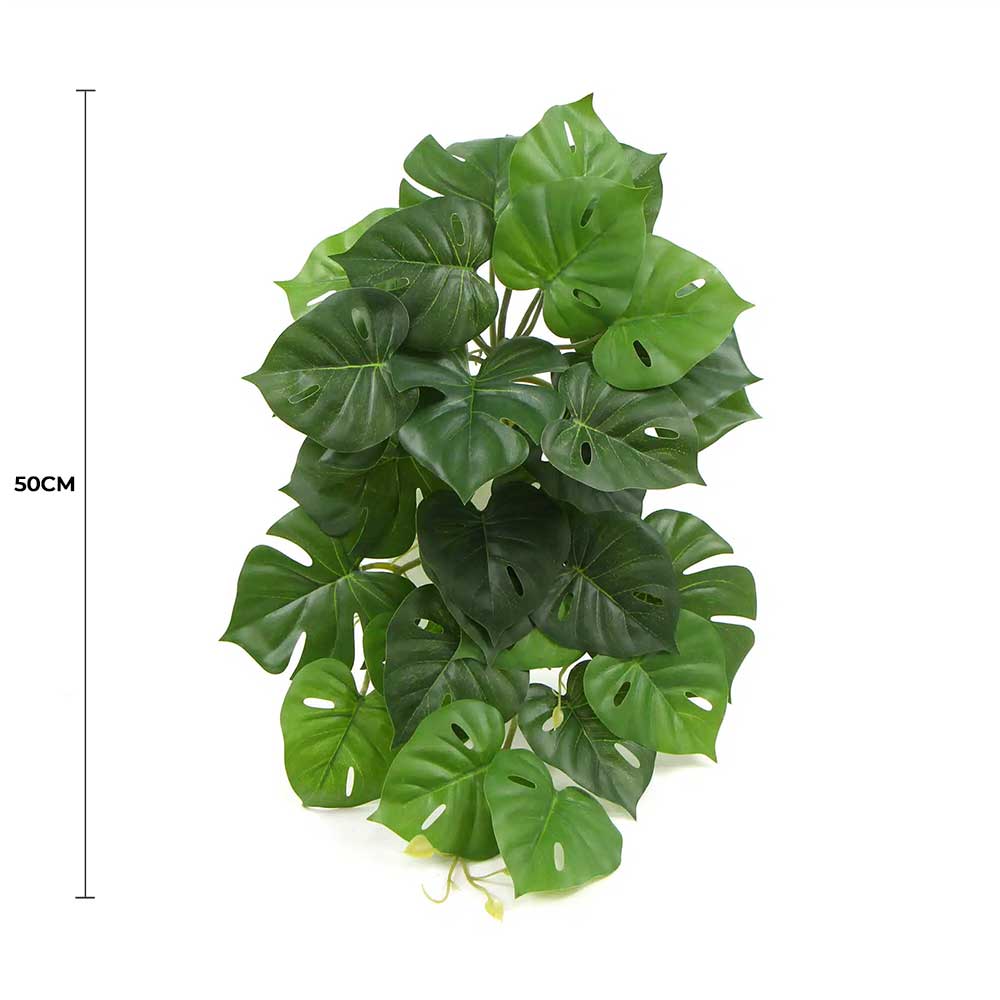 monstera deliciosa indoors 6-8ft Monstera Deliciosa- NYC, NJ, CT, Boston, Providence, Washington DC,  Baltimore, Philadelphia, Princeton, Long Island, and Upstate NY Local Plant  Delivery – Dahing Plants