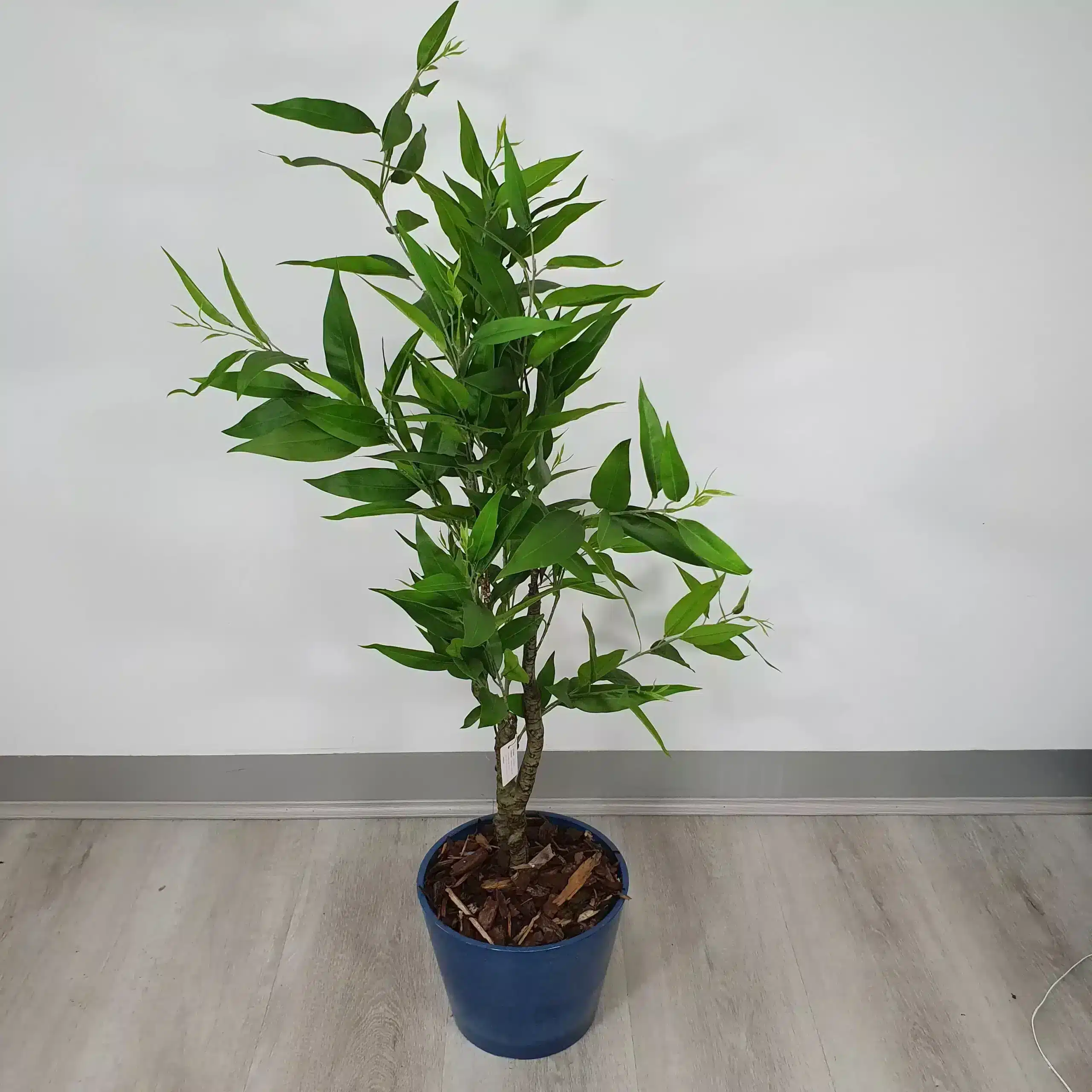 belgium plant Giant Pink Belgium Tomato Starter Live Plants main image 1