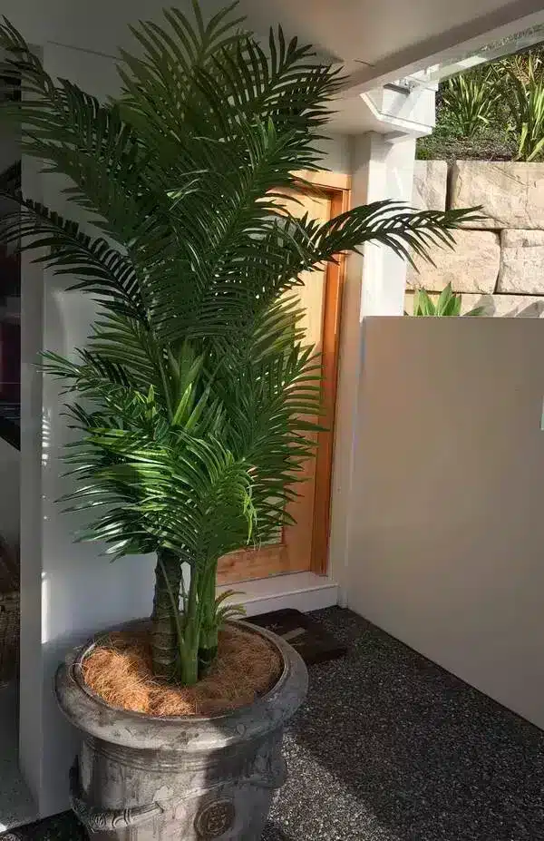 welche erde braucht ein olivenbaum Green Home Olivenbaumerde & Oleandererde
