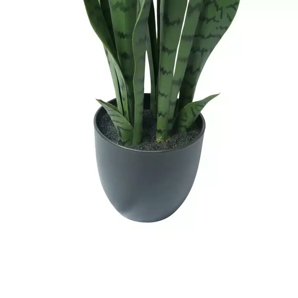 spider plant potted Spider Plant Variegated with Planter - Small (3